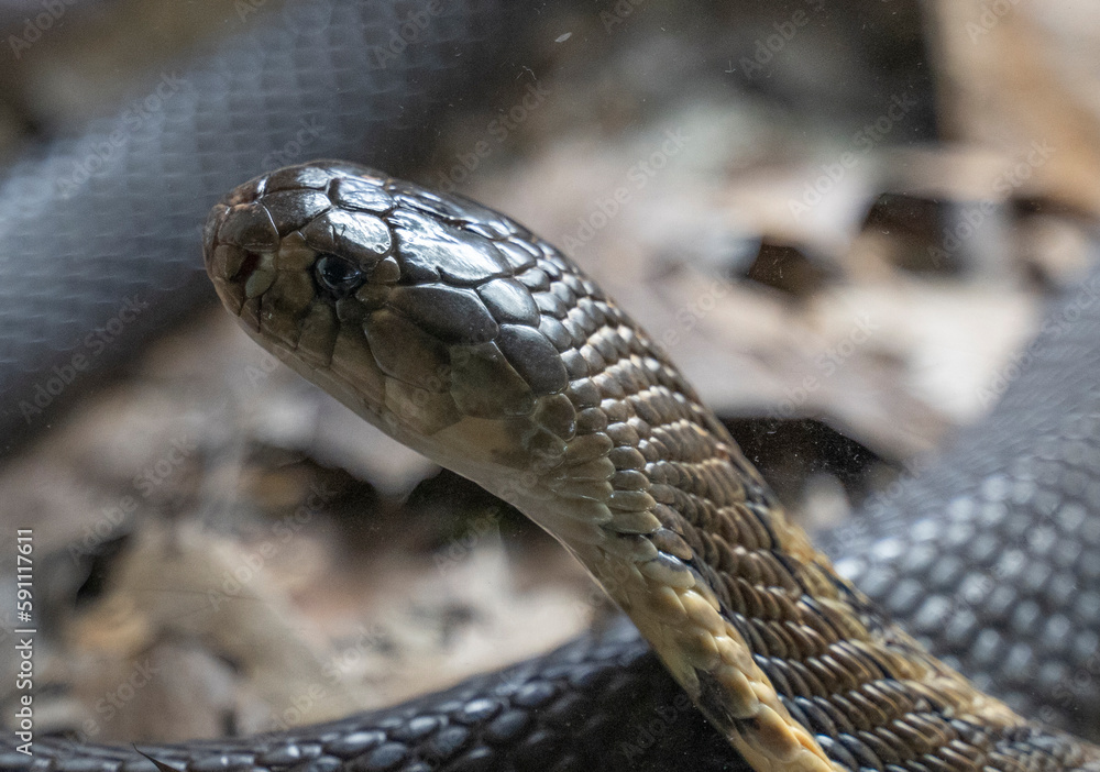 close up shot of a royal cobra (Ophiophagus hannah) repting on he desert arid ground close up shot of a royal cobra (Ophiophagus hannah) repting on he desert arid ground
