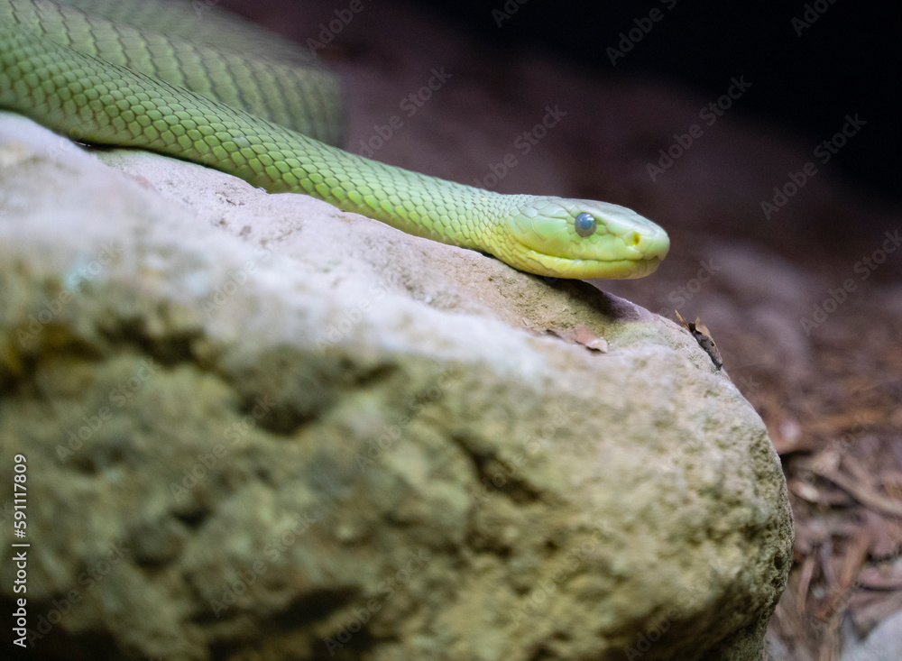 Fototapeta premium green mamba snake repting on a rock 