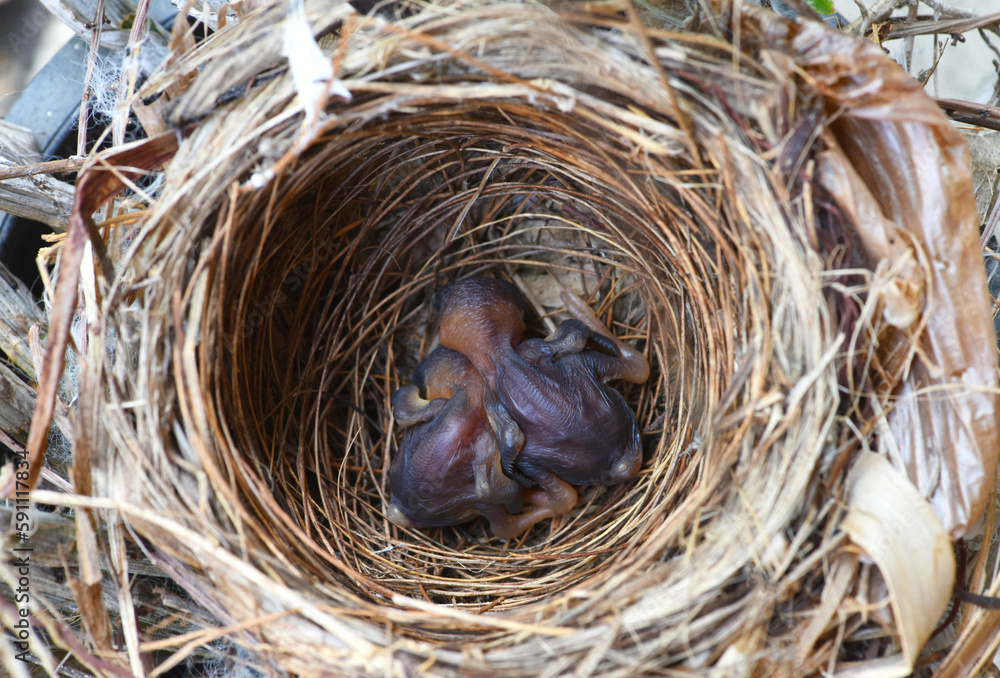 two baby birds in a nest . bird's nest . two baby of streak eared bulbul birds in nest . two baby birds in a nest . bird's nest . two baby of streak eared bulbul birds in nest .
