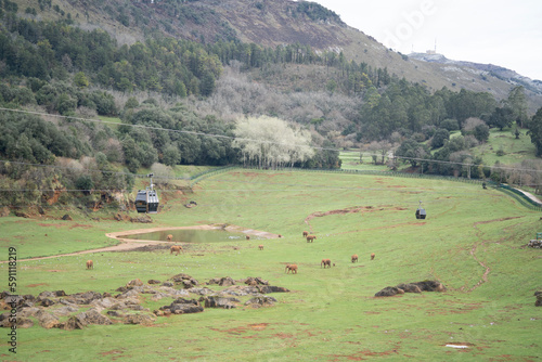 Photography elephants pacing peacefully in cabarceno natural park in Cantabria, Spain
