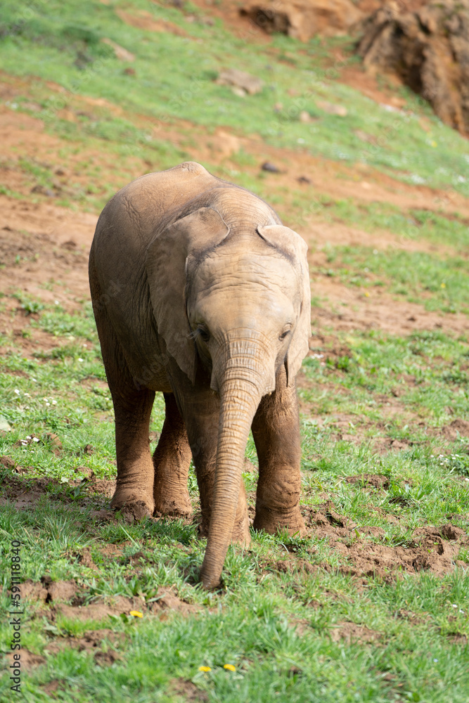 baby elephant walking on green field in Cabarceno Natural Park, Spain baby elephant walking on green field in Cabarceno Natural Park, Spain