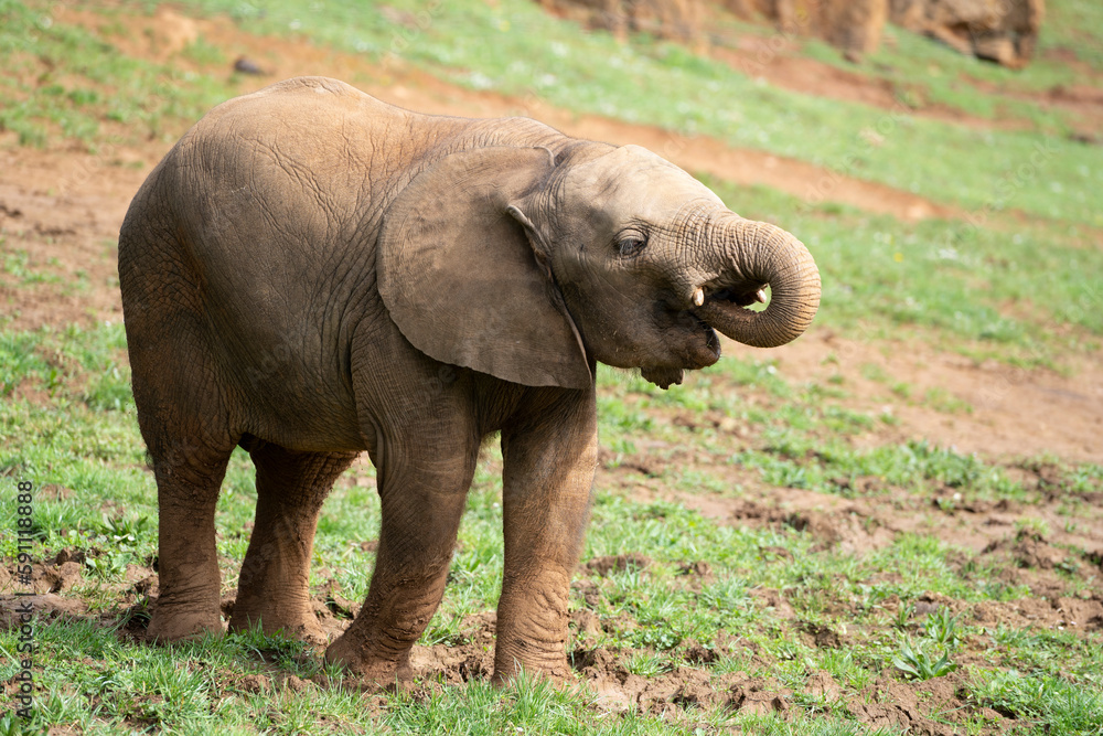 Fototapeta premium baby elephant walking on green field in Cabarceno Natural Park, Spain