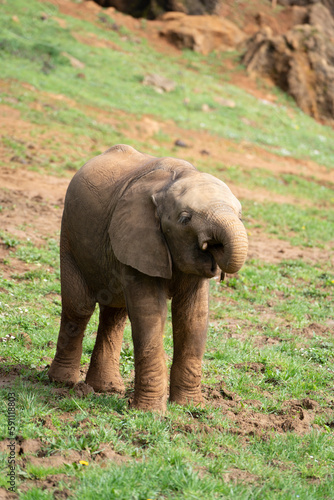 baby elephant walking on green field in Cabarceno Natural Park, Spain