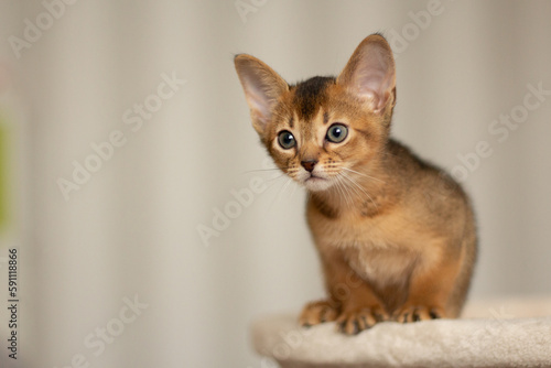 abyssinian cat photo