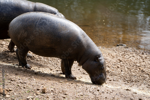 Pigmeus hippo (Choeropsis liberiensis) looking for food next to a river 