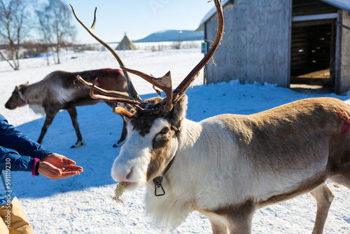 The Sami village of Jukkasjarvi in Kiruna, reindeer free in the snow in Swedish Lapland photo