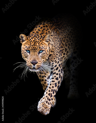 portrait of a leopard in black background walking toword you
