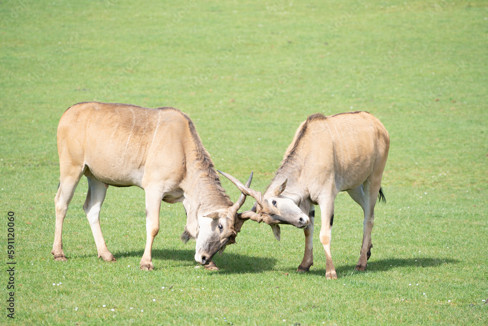 two eland antelope (Taurotragus oryx ) males fighting each other on the grasslands two eland antelope (Taurotragus oryx ) males fighting each other on the grasslands