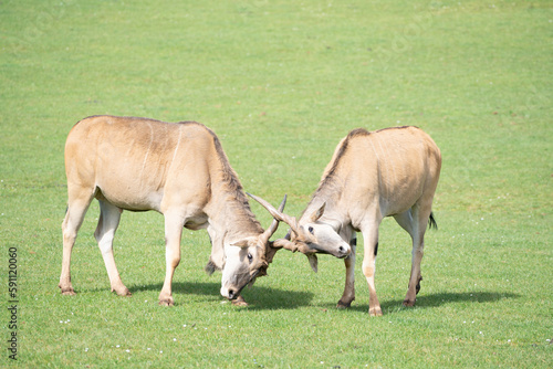two eland antelope (Taurotragus oryx ) males fighting each other on the grasslands photo