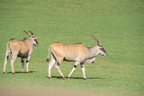eland antelopes (Taurotragus oryx ) pasturing on a green field in the grasslands