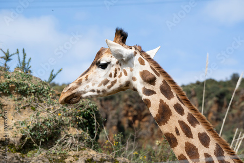 close up shot of a jiraffe in cabarceno natural park, cantabria, spain