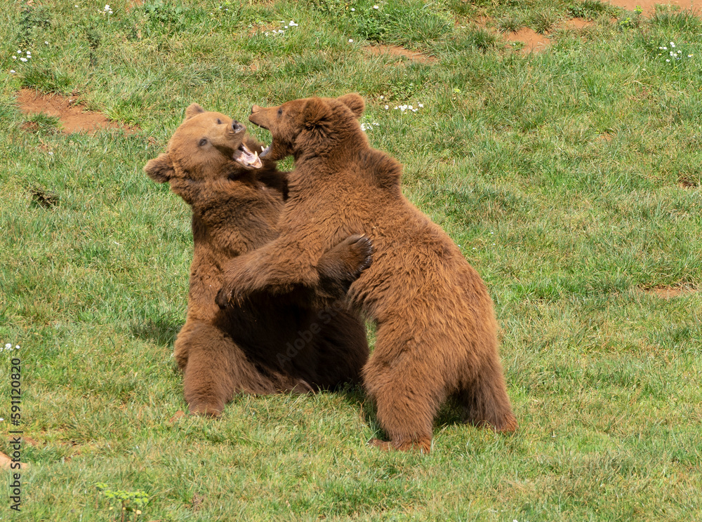 two male brown bears fighting each other on the grass two male brown bears fighting each other on the grass