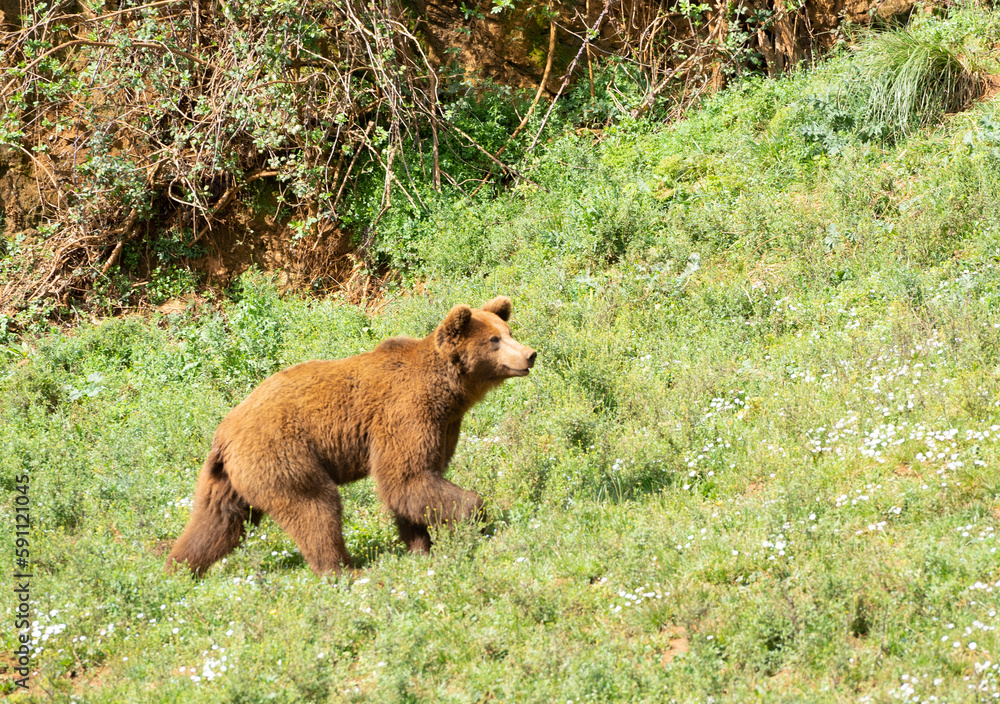 brown bear (ursus arctos) walking on a grass green field in Cabarceno, Cantabria, Spain brown bear (ursus arctos) walking on a grass green field in Cabarceno, Cantabria, Spain