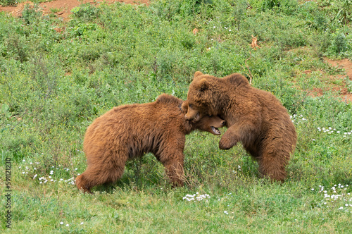 two male brown bears fighting each other on the grass