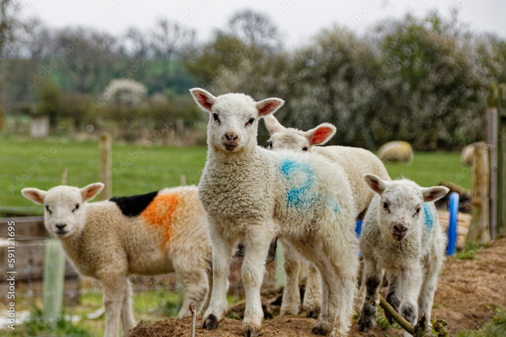 Fototapeta premium Lambs playing in a field in the Spring