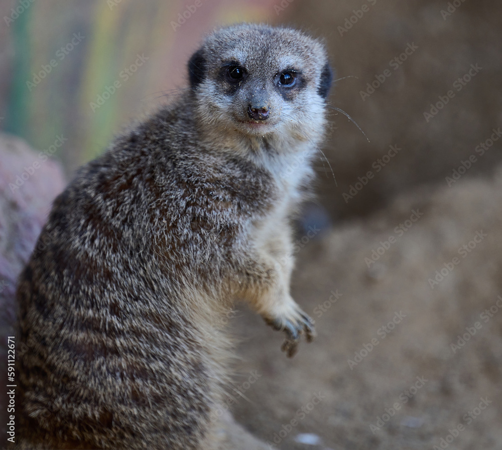 Fototapeta premium A meerkat stands and looks ahead on a spring day
