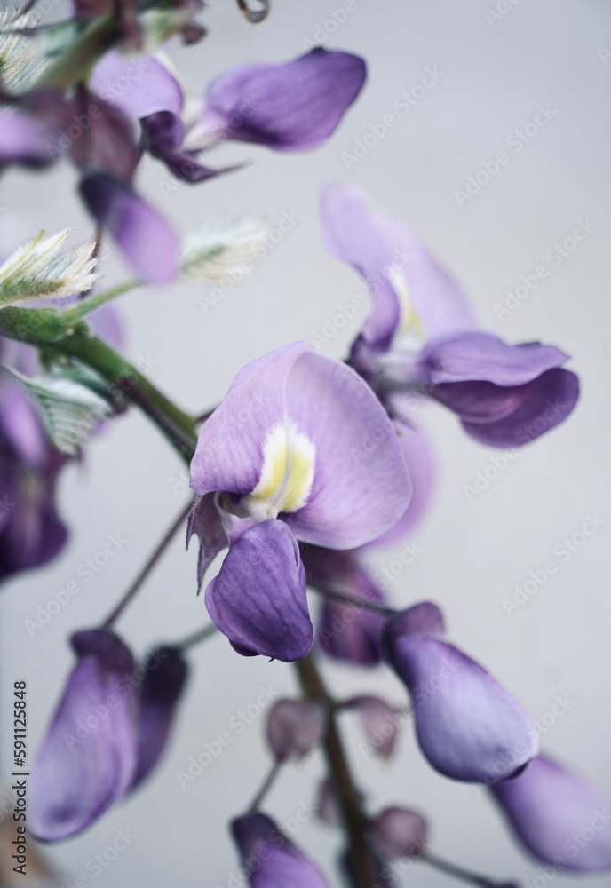 Purple flower with white wall background and space for text. Wisteria spring flower blooming in the garden. Wisteria chinensis. Nature wallpaper. Purple flower with white wall background and space for text. Wisteria spring flower blooming in the garden. Wisteria chinensis. Nature wallpaper.