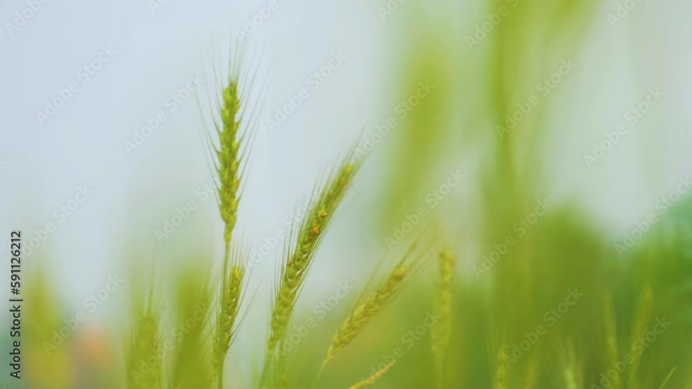 green spikelet set against a tranquil and natural backdrop, gently swaying with the movement of the wind. green spikelet set against a tranquil and natural backdrop, gently swaying with the movement of the wind.