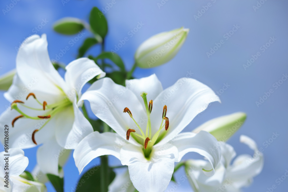White Madonna Lily. Close-up of Lilium flower on blue background. Beautiful Lilium Candidum flower. Easter Lily flowers greeting card. White Lily
Lilies blooming on blue sky. Beautiful spring bouquet White Madonna Lily. Close-up of Lilium flower on blue background. Beautiful Lilium Candidum flower. Easter Lily flowers greeting card. White Lily
Lilies blooming on blue sky. Beautiful spring bouquet