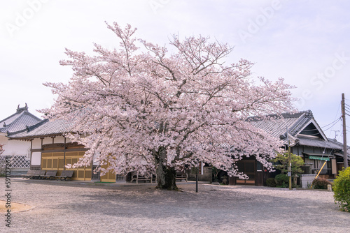浄土寺の桜 © Naoki Kobayashi