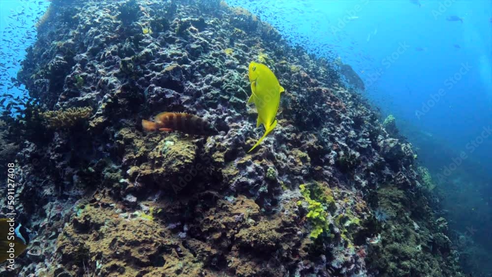 custom made wallpaper toronto digitalUnder water film - Sail Rock island - Thailand - banded grouper fish together with a butterly fish and a yellow tropical fish - swimming around a rocky coral reef