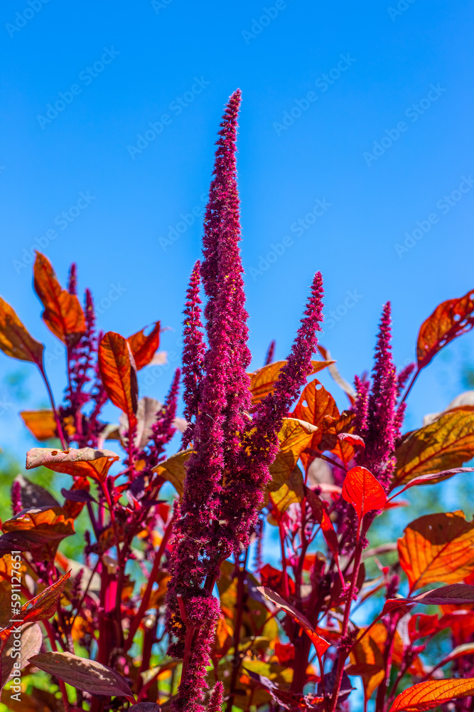 Vegetable amaranth plant with burgundy leaves and seeds against the sky on a summer day. Decorative bright flower