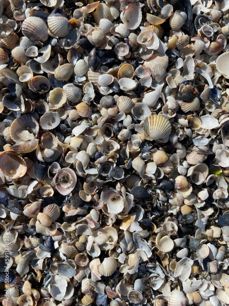 Crushed Shells