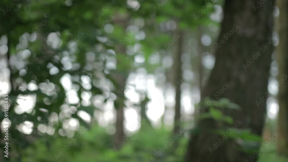 Rushing through the forest in a daze Rushing through the forest in a daze