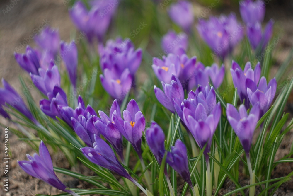 purple crocus flowers purple crocus flowers