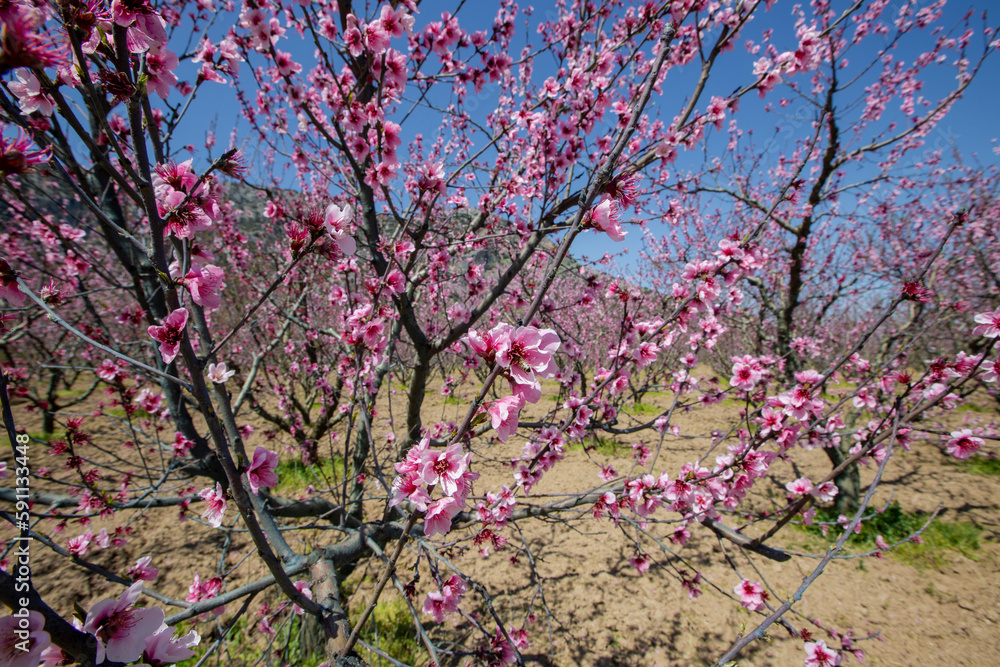 Izmir - Turkey ; Blooming peach trees in Selcuk region Izmir - Turkey ; Blooming peach trees in Selcuk region