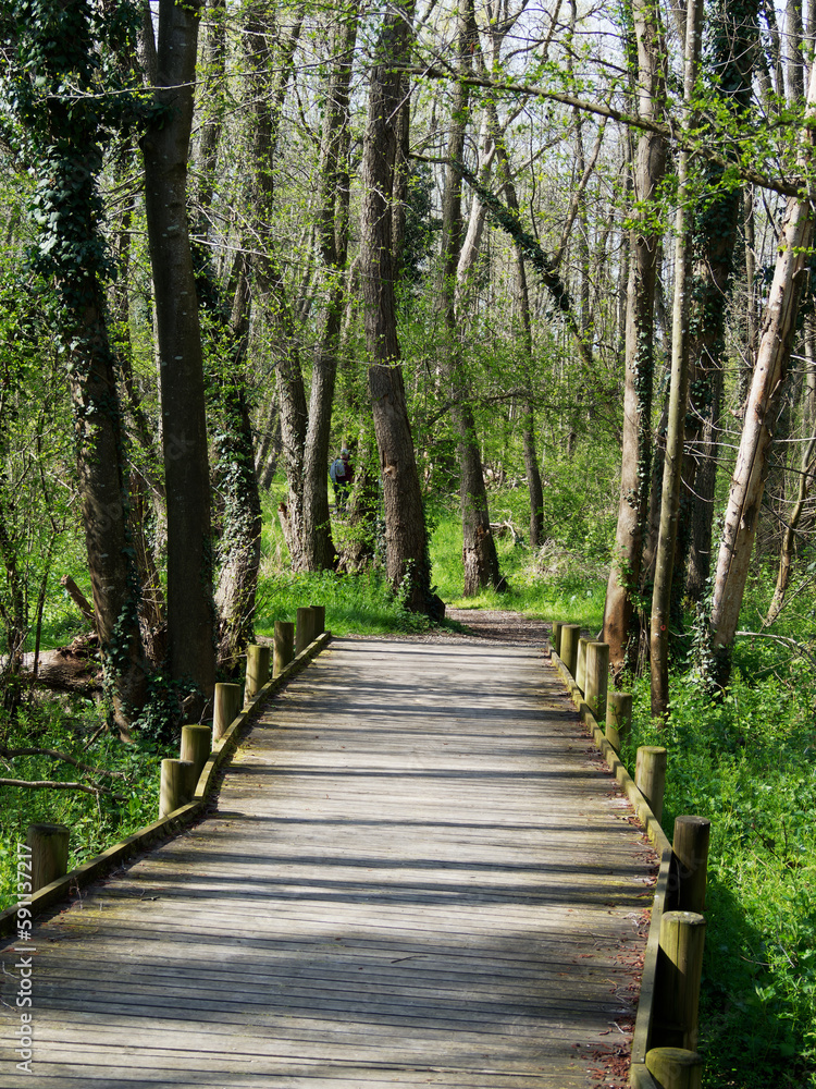 Fototapeta premium Marsh boardwalk in