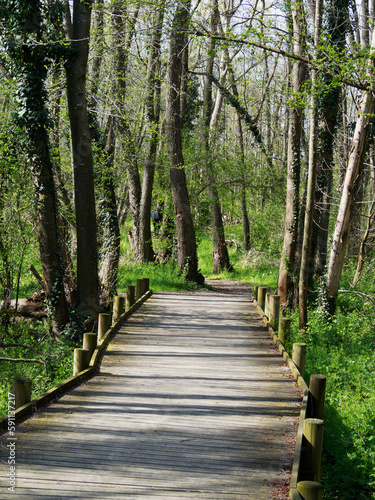 Marsh boardwalk in  zone humide  of Chaponnay  near Lyon  France  in early spring.