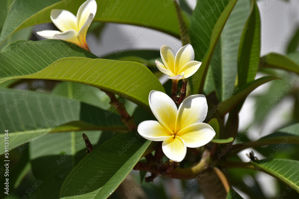 Obraz premium frangipani plumeria flower