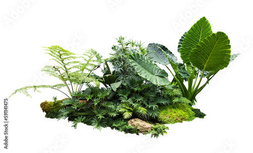 Tropical plant fern flower bush shrub tree isolated on white background with clipping path	 photo