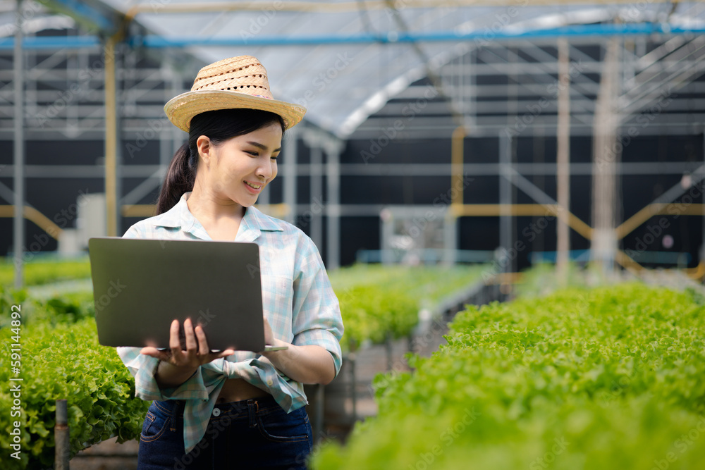 A gardener woman holding laptop in the hydroponics field grows wholesale hydroponic vegetables in restaurants and supermarkets, organic vegetables. growing vegetables in hydroponics concept.