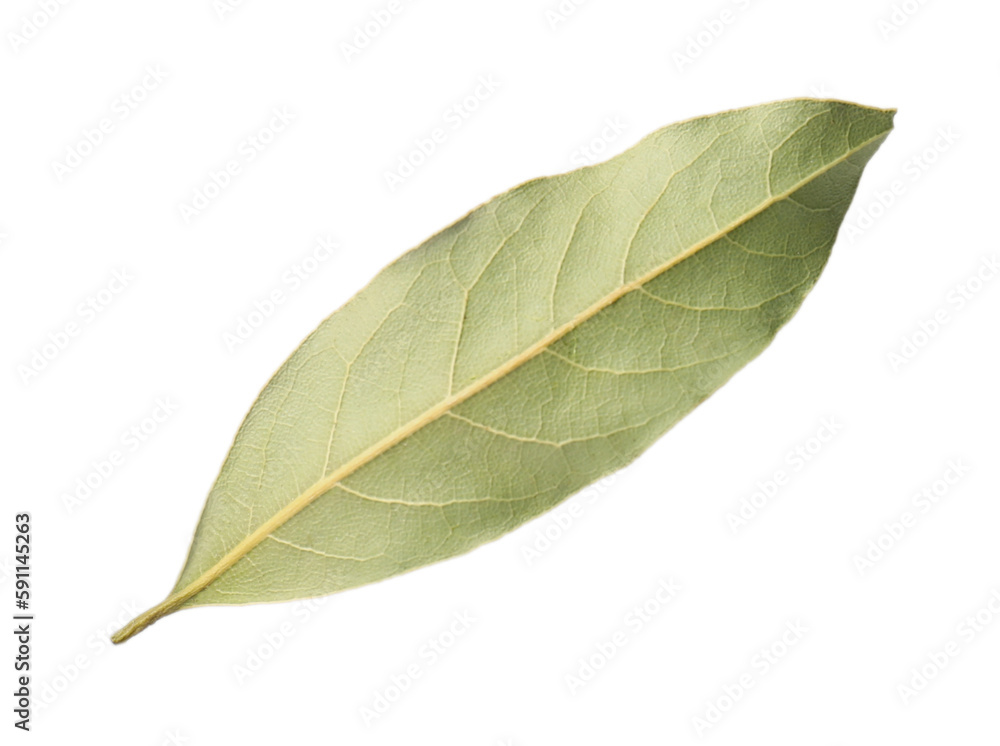 One aromatic bay leaf isolated on white One aromatic bay leaf isolated on white
