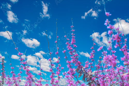 A blooming tree of Cercis canadensis with pink flowers. Cute background with magenta flowers on branches with blue sky. © Николай Батаев