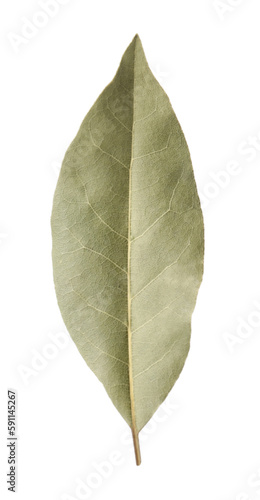 One aromatic bay leaf isolated on white