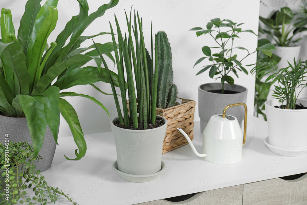 Green houseplants in pots and watering can on table near white wall Green houseplants in pots and watering can on table near white wall