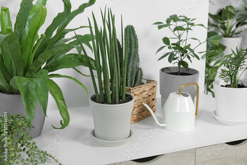 Green houseplants in pots and watering can on table near white wall