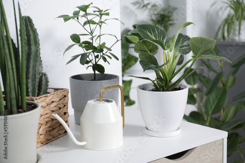 Green houseplants in pots and watering can on table indoors © New Africa