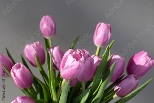 Pink tulips on the gray background with shadow. Spring background with a bouquet of flowers with copy space. Top view