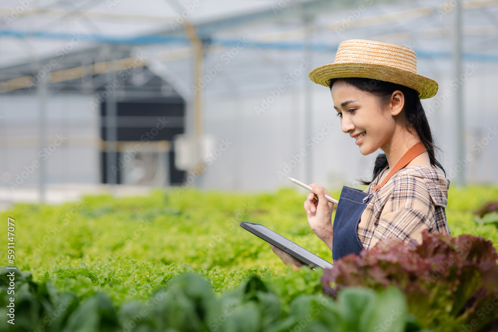 Female gardener holding the tablet in hydroponics field grows wholesale hydroponic vegetables in restaurants and supermarkets, organic vegetables. growing vegetables in hydroponics concept.