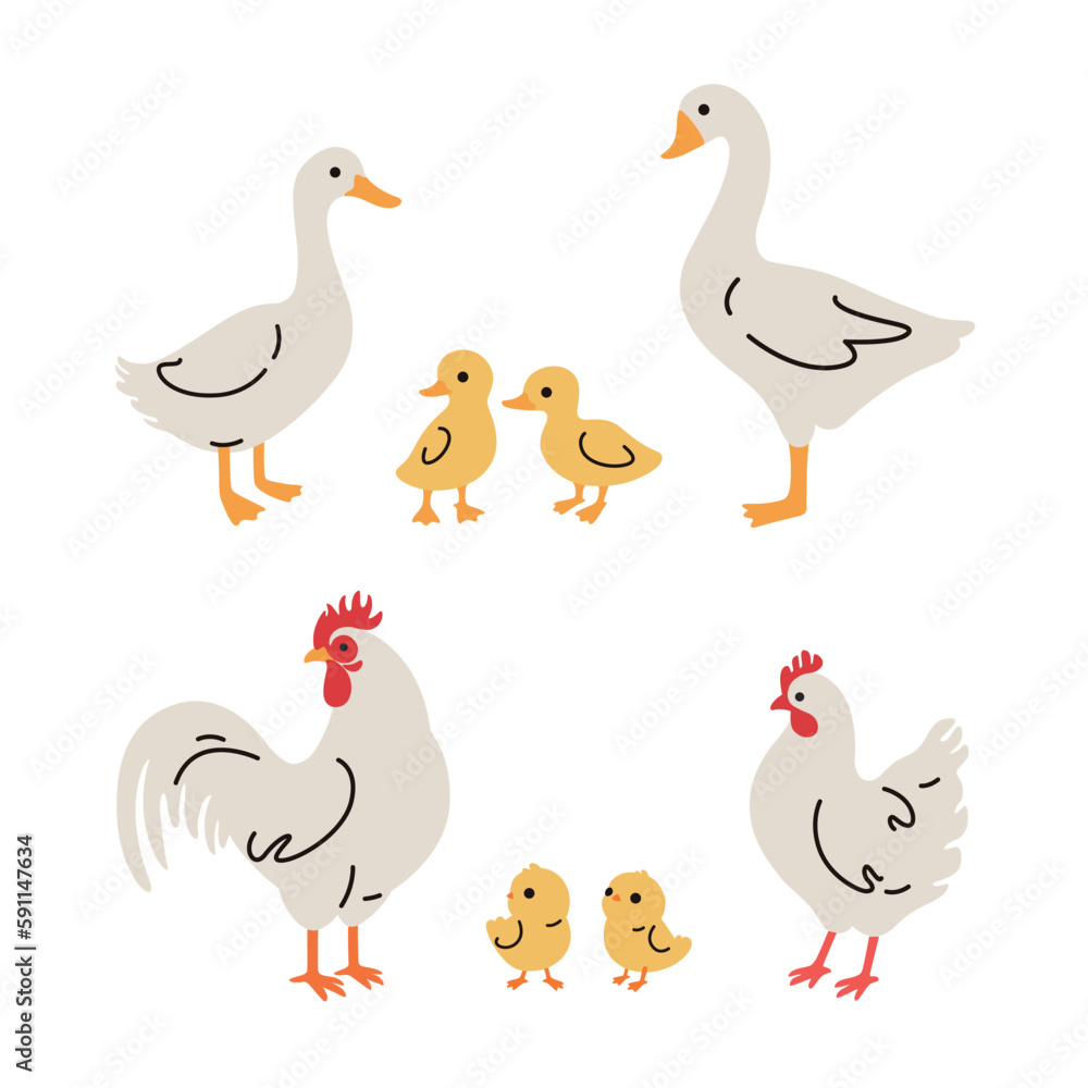 Domestic fowl. Cartoon vector illustration. Vector contour illustration of goose, chick, goose, duck, chicken and duckling. 