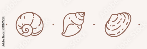 Seashell illustration. Contour vector illustration for packaging, corporate identity, labels, postcards and pattern.