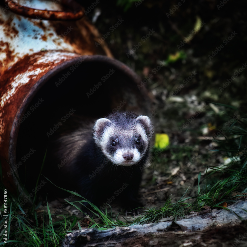 polecat hiding away black and white face polecat hiding away black and white face