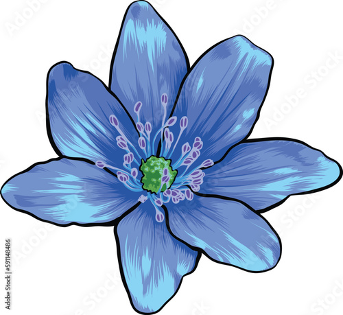 Delicate spring flower, Anemone Transsilvanica, vector illustration. photo
