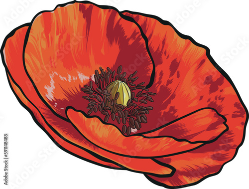 Delicate red poppy flower. Hand-drawn vector illustration.