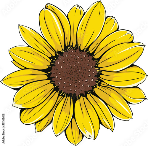 Open sunflower vector flower. Hand-drawn vector illustration.