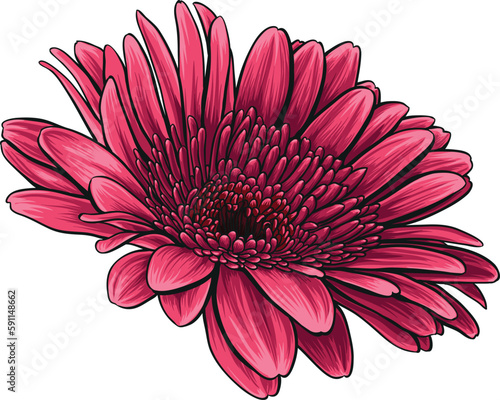 Red daisy vector illustration. Hand-drawn beautiful flower with wonderful shades.